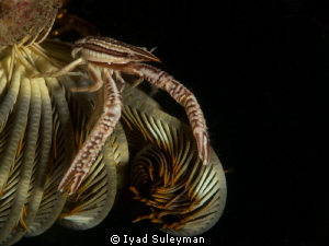 Crinoid squat lobster on the feather star
D3s, 105mm mac... by Iyad Suleyman 